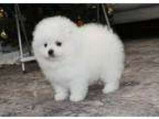 Pomeranian Puppy for sale in Sacramento, CA, USA