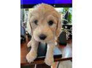 Goldendoodle Puppy for sale in San Mateo, CA, USA