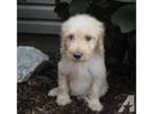 Goldendoodle Puppy for sale in VIOLA, IL, USA