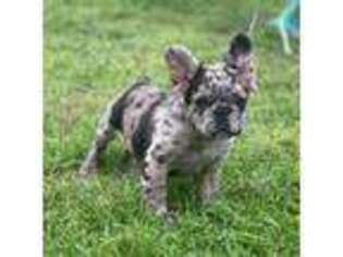 French Bulldog Puppy for sale in Tyler, TX, USA