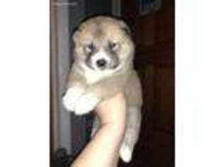 Shiba Inu Puppy for sale in Miller Place, NY, USA