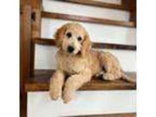 Mutt Puppy for sale in Columbia, KY, USA