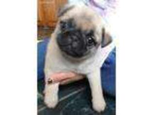 Pug Puppy for sale in Monroe, IA, USA