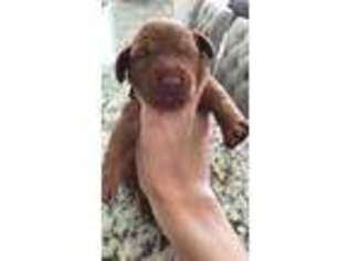 Vizsla Puppy for sale in Shelby, NC, USA