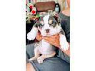 Bulldog Puppy for sale in Carson, CA, USA
