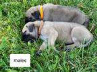 Mastiff Puppy for sale in Leesburg, OH, USA