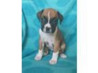 Boxer Puppy for sale in Sedalia, MO, USA