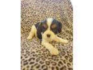 Cavalier King Charles Spaniel Puppy for sale in Marion, SC, USA