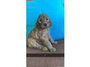 Irish Setter Puppy for sale in Pocatello, ID, USA