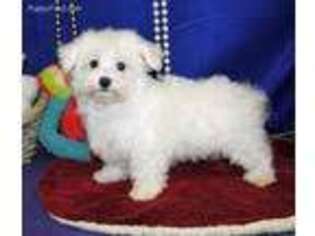 Maltese Puppy for sale in Brownsboro, TX, USA