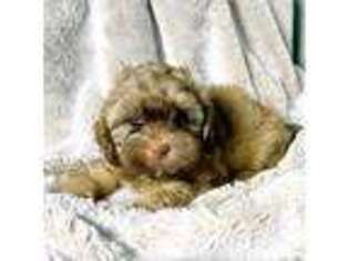 Shih-Poo Puppy for sale in Tampa, FL, USA