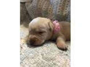 Labrador Retriever Puppy for sale in Berwick, ME, USA