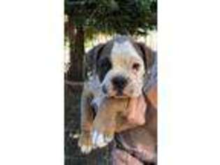 Olde English Bulldogge Puppy for sale in Placerville, CA, USA
