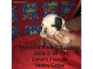 Miniature Bulldog Puppy for sale in Mc Calla, AL, USA