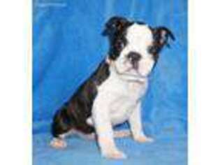 Boston Terrier Puppy for sale in Richfield, PA, USA