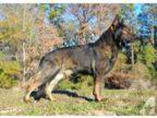 German Shepherd Dog Puppy for sale in CORSICANA, TX, USA