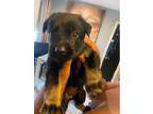 German Shepherd Dog Puppy for sale in Waterbury, CT, USA