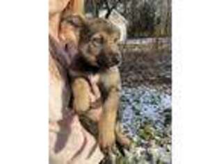 German Shepherd Dog Puppy for sale in Brooklyn, CT, USA