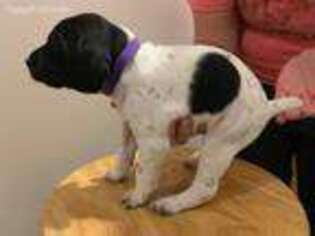 German Shorthaired Pointer Puppy for sale in South Boston, VA, USA