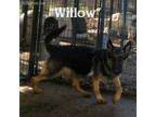 German Shepherd Dog Puppy for sale in Connersville, IN, USA