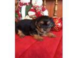 Shorkie Tzu Puppy for sale in Baileyville, KS, USA