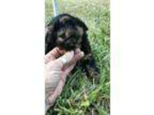 Shih-Poo Puppy for sale in New Caney, TX, USA