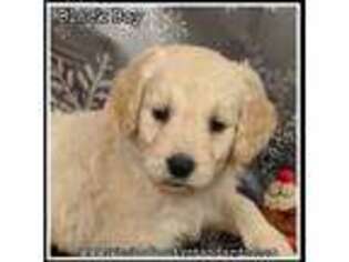 Goldendoodle Puppy for sale in Rutherfordton, NC, USA