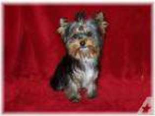 Yorkshire Terrier Puppy for sale in SAINTE GENEVIEVE, MO, USA