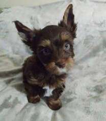 Yorkshire Terrier Puppy for sale in Newport, NH, USA