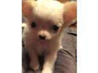 Chihuahua Puppy for sale in Camanche, IA, USA