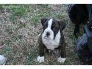 Boxer Puppy for sale in Dunkirk, MD, USA