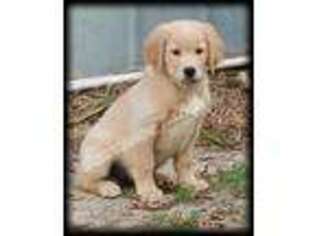 Golden Retriever Puppy for sale in Live Oak, FL, USA