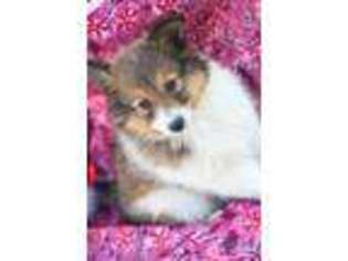 Shetland Sheepdog Puppy for sale in Middleburg, PA, USA