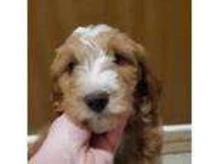 Goldendoodle Puppy for sale in West Henrietta, NY, USA