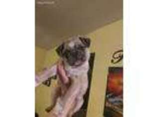 Pug Puppy for sale in Waseca, MN, USA
