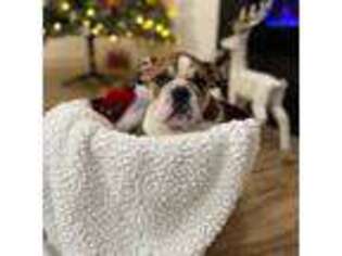 Bulldog Puppy for sale in Corvallis, OR, USA