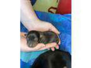 Dachshund Puppy for sale in Spotsylvania, VA, USA