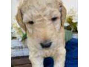 Goldendoodle Puppy for sale in Bastrop, TX, USA