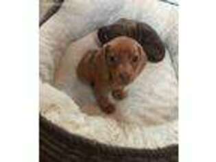 Dachshund Puppy for sale in Orangeburg, NY, USA