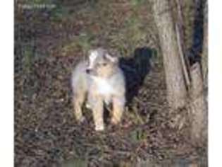 Miniature Australian Shepherd Puppy for sale in Starr, SC, USA