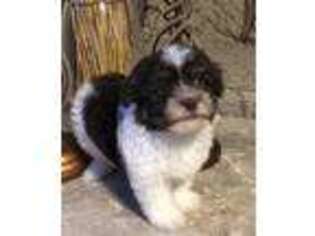Havanese Puppy for sale in Zillah, WA, USA
