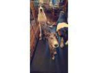 Great Dane Puppy for sale in Montesano, WA, USA