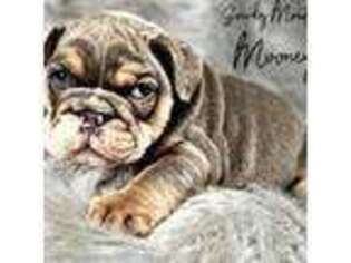 Bulldog Puppy for sale in Pikeville, TN, USA