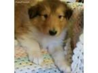Collie Puppy for sale in Fairdale, WV, USA