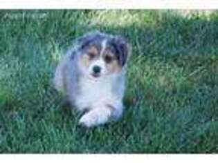 Medium Photo #1 Australian Shepherd Puppy For Sale in Martinsville, IN, USA