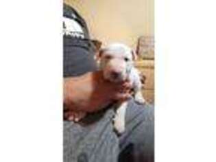 Bull Terrier Puppy for sale in Tacoma, WA, USA