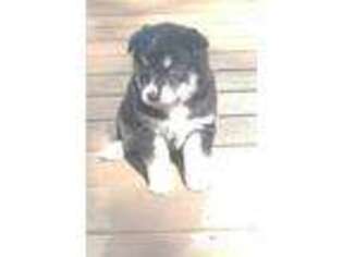 Mutt Puppy for sale in Middletown, CT, USA