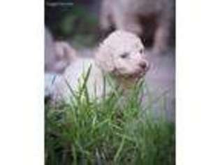 Labradoodle Puppy for sale in Huntsville, TX, USA