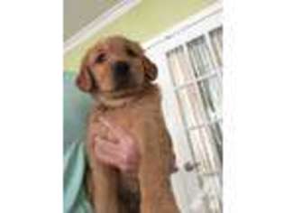 Golden Retriever Puppy for sale in NEW BEDFORD, MA, USA