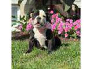 Bulldog Puppy for sale in Lancaster, PA, USA